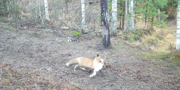 В фотоловушку рязанского Окского заповедника попала лисица с добычей В фотоловушку рязанского Окского заповедника попала лисица с добычей