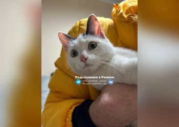 Рязанцы спасли привязанную к окну кошку Рязанцы спасли привязанную к окну кошку