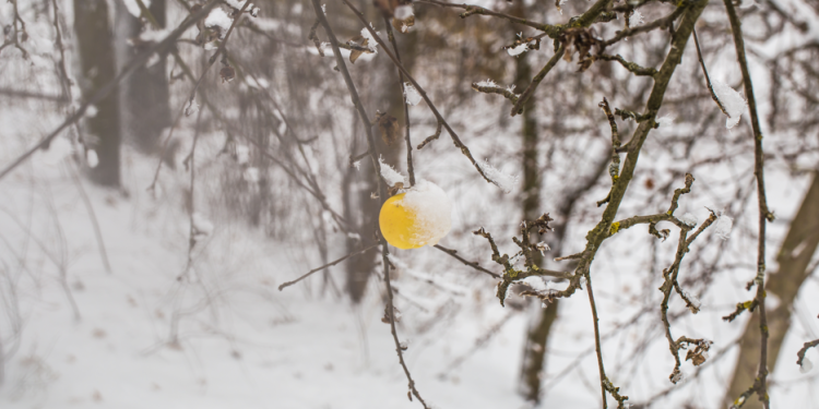 Синоптик Позднякова: первый снег в Центральной России выпадет в середине ноября Синоптик Позднякова: первый снег в Центральной России выпадет в середине ноября