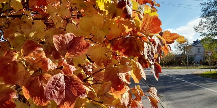 Тишковец пообещал жителям Центральной России старое бабье лето с 29 сентября