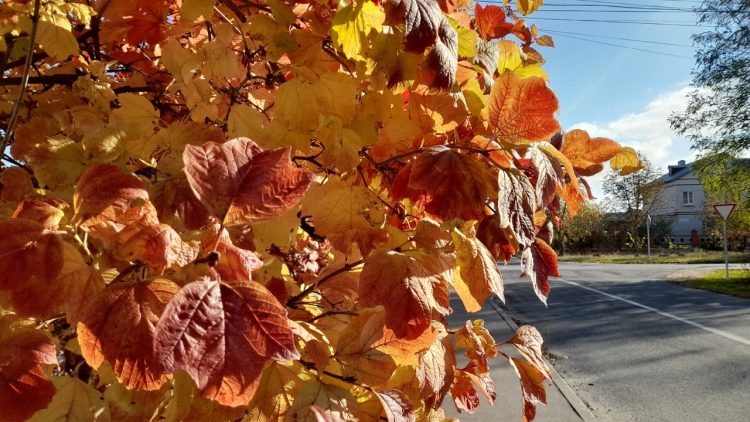 Тишковец пообещал жителям Центральной России старое бабье лето с 29 сентября