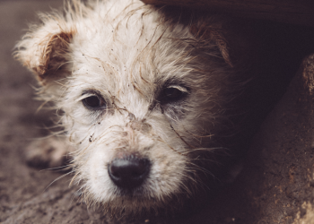 Рязанцев приглашают на выставку по пристройству бездомных животных 12 октября