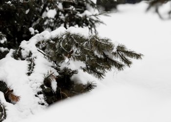 Вильфанд рассказал, выпадет ли снег на текущей неделе в Центральной России