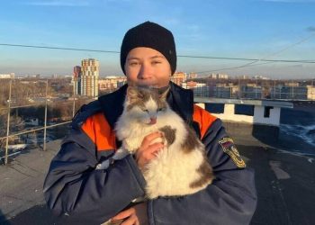 Рязанские волонтеры спасли двух котов