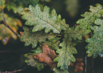 В субботу в Рязанской области ожидается небольшой дождь и до +15 градусов В субботу в Рязанской области ожидается небольшой дождь и до +15 градусов