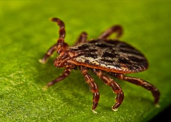 Россиян ждет ранний выход клещей