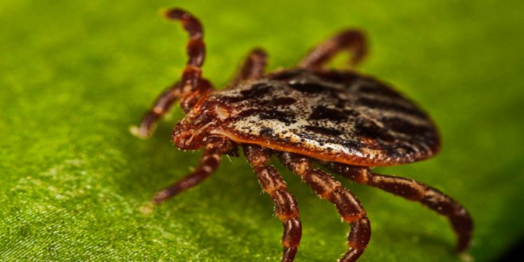 Россиян ждет ранний выход клещей Россиян ждет ранний выход клещей