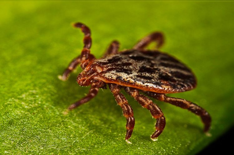 Россиян ждет ранний выход клещей