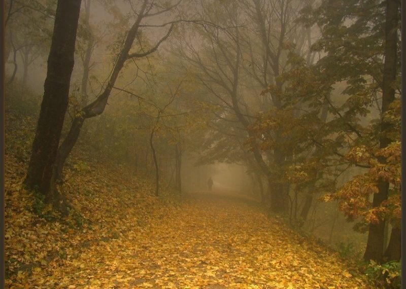 Рязанцев предупредили о сильном тумане с видимостью до 500 метров