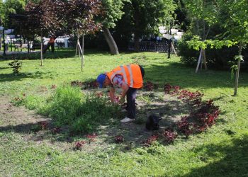 В рязанские клумбы высадили тагетис, колеус, петунию и герань В рязанские клумбы высадили тагетис, колеус, петунию и герань