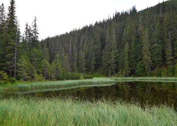 Рязанские волонтеры нашли троих заблудившихся в лесах грибников Рязанские волонтеры нашли троих заблудившихся в лесах грибников