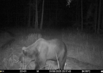 В рязанском Окском заповеднике фотоловушка засняла медведя В рязанском Окском заповеднике фотоловушка засняла медведя