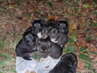 В рязанском Турлатове неизвестные выбросили восемь щенков В рязанском Турлатове неизвестные выбросили восемь щенков