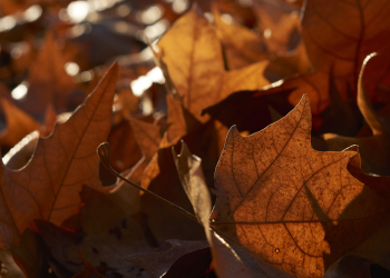 Вильфанд: в Центральной России ожидается октябрьская погода