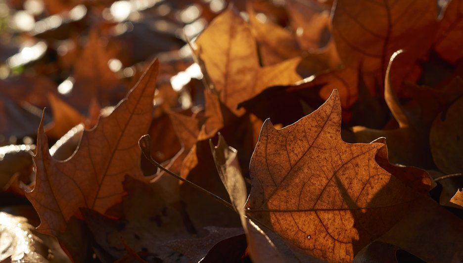 Вильфанд: в Центральной России ожидается октябрьская погода
