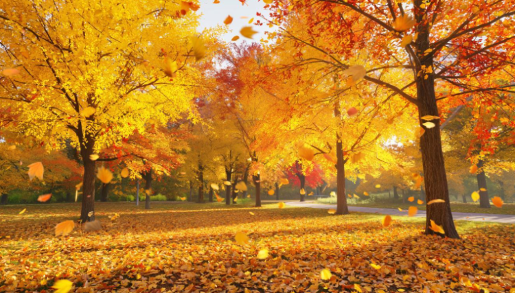 В пятницу в Рязанской области ожидается небольшой дождь и до +11 градусов