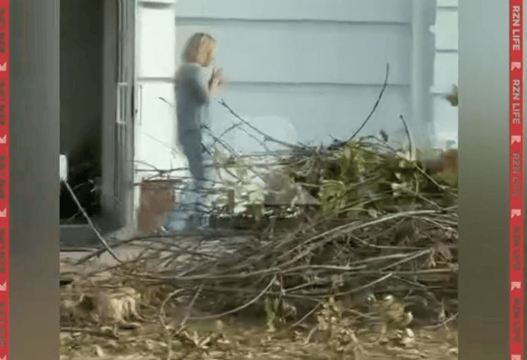 Горожане пожаловались на спил здоровых деревьев в центре Рязани