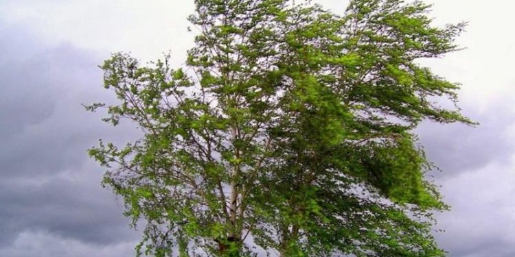 Рязанцев предупредили о грозе и граде 20 июля