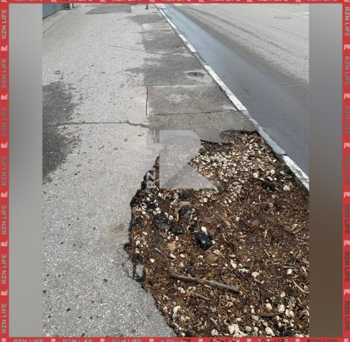 Рязанцы пожаловались на вырубку деревьев на улице Горького