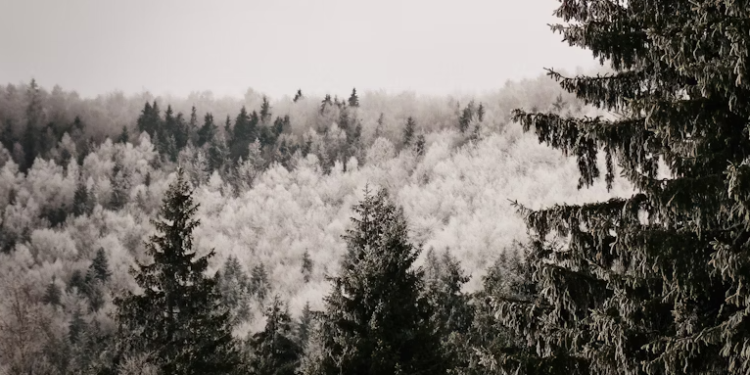 Жителей Рязанской области предупредили об аномально холодном январе Жителей Рязанской области предупредили об аномально холодном январе
