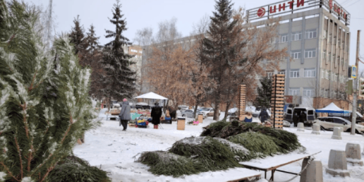 В Рязани заработали елочные базары