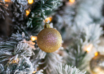 На Рязанской ВДНХ установят 500 новогодних елей