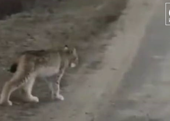 В Рязанской области запечатлели рысь