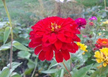 Вильфанд назвал погоду в первой половине сентября в Центральной России крайне необычной Вильфанд назвал погоду в первой половине сентября в Центральной России крайне необычной