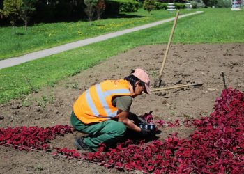 Рязань украсили розовой бегонией, георгинами,  цинерарией