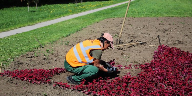 Рязань украсили розовой бегонией, георгинами, цинерарией Рязань украсили розовой бегонией, георгинами, цинерарией