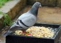 Рязанцам запретят кормить голубей