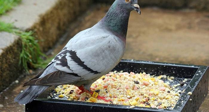 Рязанцам запретят кормить голубей Рязанцам запретят кормить голубей