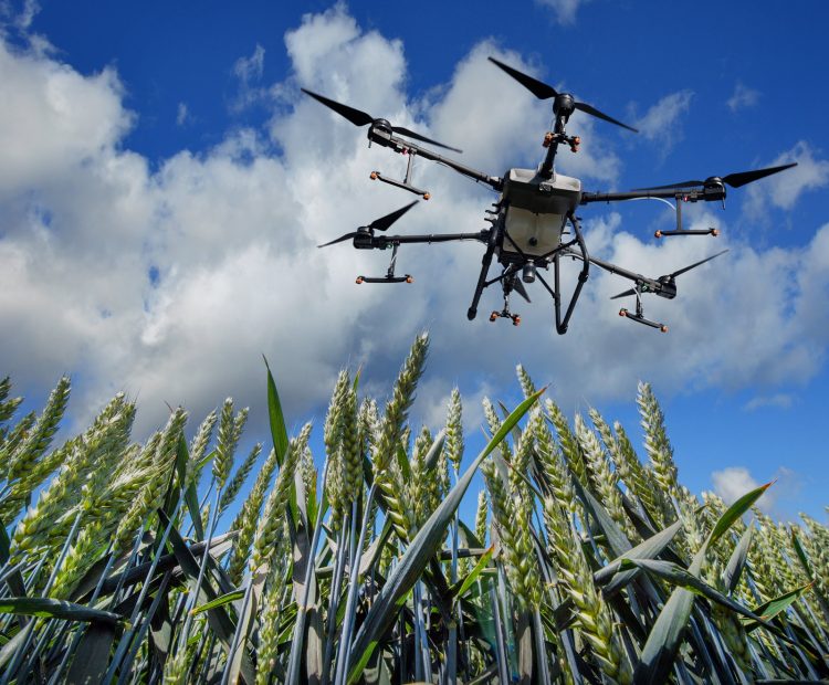 A sprayer drone flies over a wheat field, in the blue sky with clouds. Smart farming and precision farming