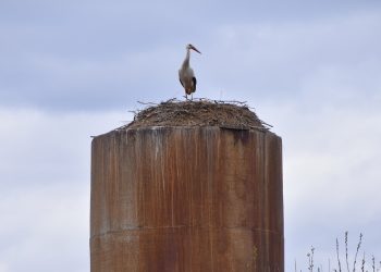 В рязанском Пителине запечатлели аистов
