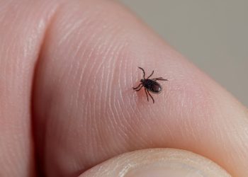 В Рязанской области скоро проснутся клещи