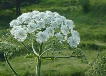 Россиянам вменят новый штраф: за борщевик Россиянам вменят новый штраф: за борщевик