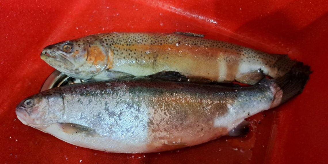 В Рязани мама с дочкой украли дорогой ужин