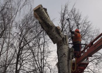 Малков: «Варварского кронирования деревьев в Рязани больше не будет»