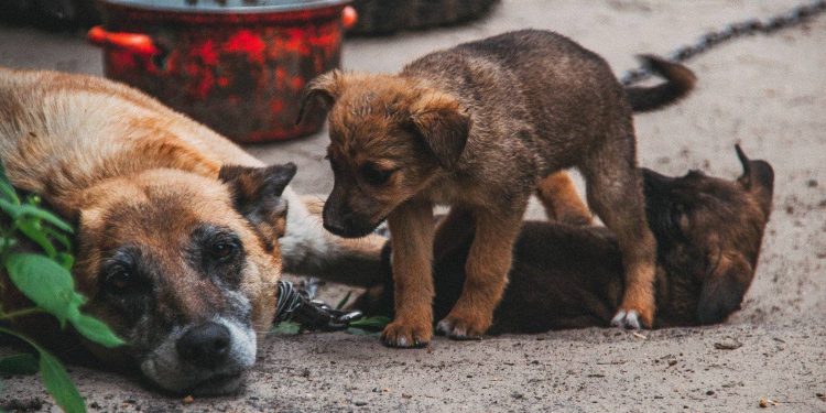 Денис Сидоров обеспокоен переездом горслужбы по контролю за бездомными животными