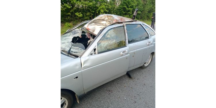 В Шацком районе 23-летний водитель сбил лося