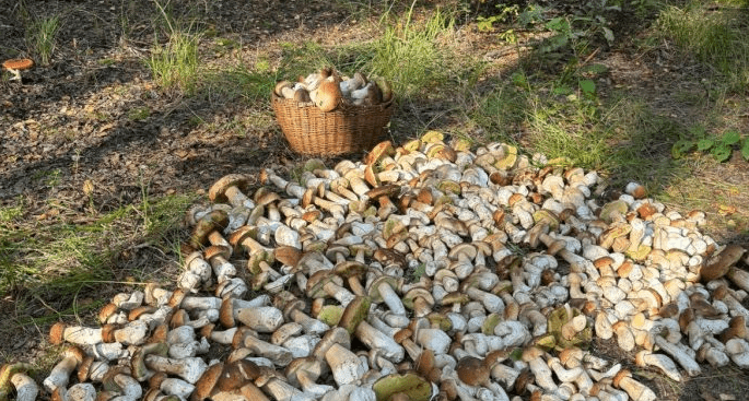 Жители Клепиковского района собрали поляну грибов