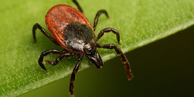 В мэрия Рязани назвали парки и скверы, которые обработают от клещей В мэрия Рязани назвали парки и скверы, которые обработают от клещей