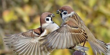 В России сосчитали всех воробьев