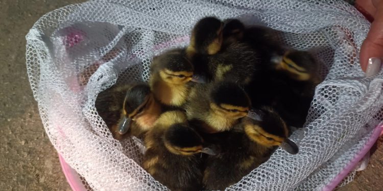 Рязанские волонтеры спасли утят, упавших в коллектор