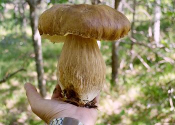 Житель рязанского Пителина в жару нашел огромные белые грибы