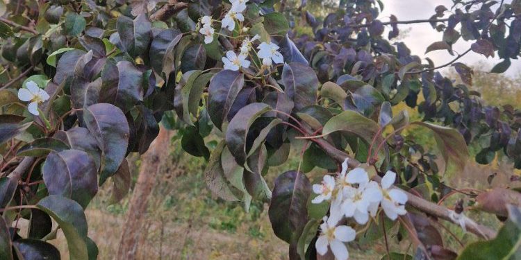 В Рязанском регионе зацвели яблони и груши