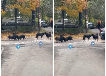Рязанцы пожаловались на свору агрессивных бездомных собак Рязанцы пожаловались на свору агрессивных бездомных собак