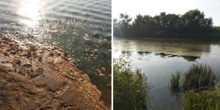 Горожане сообщили о фекалиях в реке Старица в рязанской Солотче