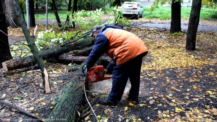 В Рязани спилили аварийные ясени, липы и тополи