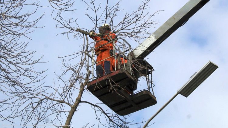 В Рязани за неделю спилили 32 аварийных дерева